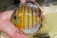 画像1: 【ワイルドディスカス】【通販】【今シーズン超希少種】アッパーテフェロイヤルグリーン【個体販売】15cm（生体）アッパーテフェ産 (1)