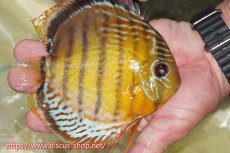 画像2: 【ワイルドディスカス】【通販】【今シーズン超希少種】アッパーテフェロイヤルグリーン【個体販売】15cm（生体）アッパーテフェ産 (2)