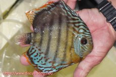 画像2: 【ワイルドディスカス】【通販】【今シーズン超希少種】アッパーテフェロイヤルグリーン【個体販売】15cm（生体）アッパーテフェ産 (2)