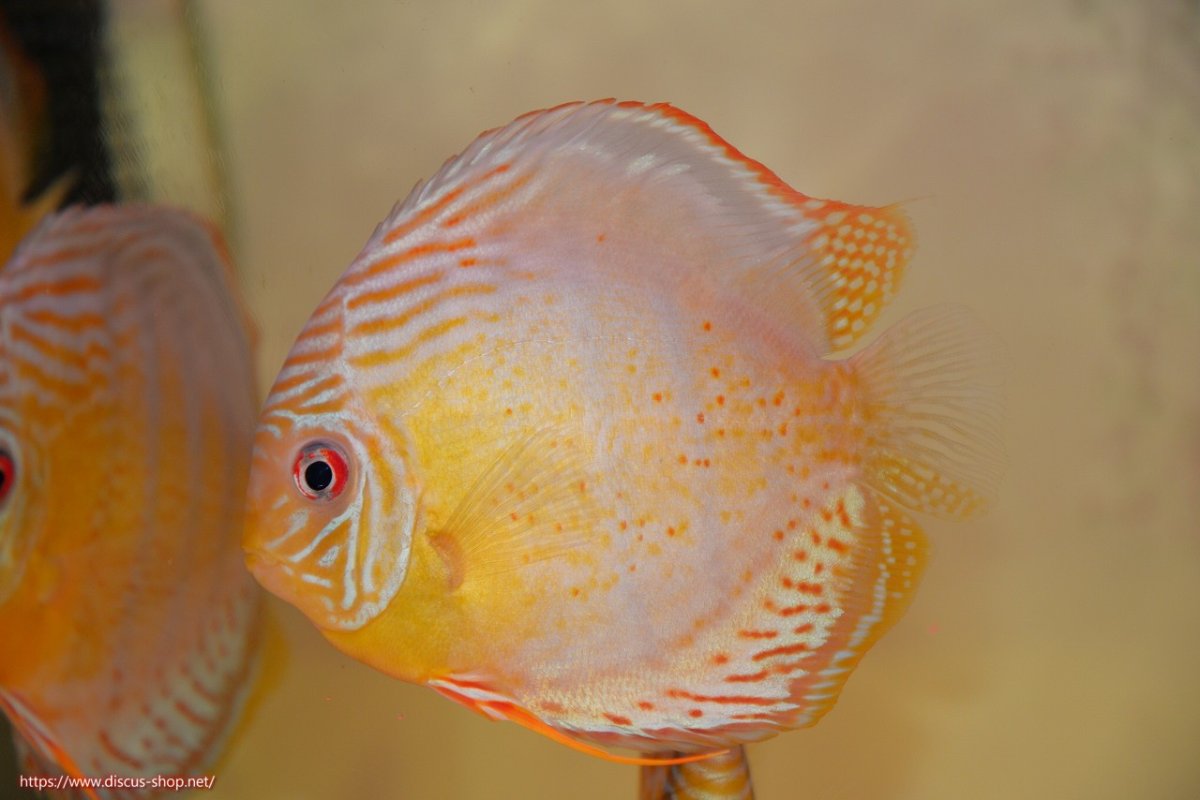 画像1: 【30周年記念セール対象個体】【ワイルドディスカス】【通販】【今シーズン超希少種】アッパーテフェロイヤルグリーン【個体販売】16cm（生体）アッパーテフェ産 (1)