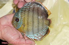 画像1: 【ワイルドディスカス】【通販】【今シーズン超希少種】アッパーテフェロイヤルグリーン【個体販売】16cm（生体）アッパーテフェ産 (1)