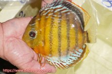 画像1: 【ワイルドディスカス】【通販】【今シーズン超希少種】アッパーテフェロイヤルグリーン【個体販売】15cm（生体）アッパーテフェ産 (1)