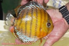 画像2: 【ワイルドディスカス】【通販】【今シーズン超希少種】アッパーテフェロイヤルグリーン【個体販売】15cm（生体）アッパーテフェ産 (2)