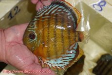 画像1: 【ワイルドディスカス】【通販】【今シーズン超希少種】アッパーテフェロイヤルグリーン【個体販売】15cm（生体）アッパーテフェ産 (1)