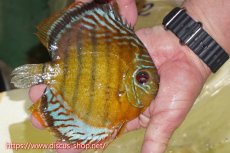 画像2: 【ワイルドディスカス】【通販】【今シーズン超希少種】アッパーテフェロイヤルグリーン【個体販売】15cm（生体）アッパーテフェ産 (2)