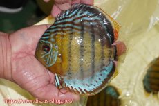 画像1: 【ワイルドディスカス】【通販】【今シーズン超希少種】アッパーテフェロイヤルグリーン【個体販売】15cm（生体）アッパーテフェ産 (1)