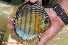 画像2: 【ワイルドディスカス】【通販】【今シーズン超希少種】アッパーテフェロイヤルグリーン【個体販売】15cm（生体）アッパーテフェ産 (2)