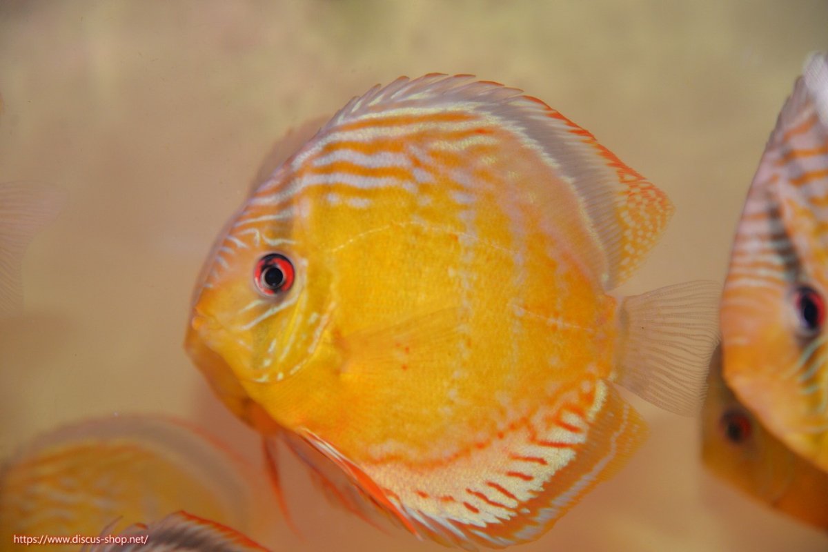 画像1: 【30周年記念セール対象個体】【ワイルドディスカス】【通販】【今シーズン超希少種】アッパーテフェロイヤルグリーン【個体販売】15cm（生体）アッパーテフェ産 (1)