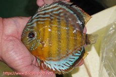 画像1: 【ワイルドディスカス】【通販】【今シーズン超希少種】アッパーテフェロイヤルグリーン【個体販売】15cm（生体）アッパーテフェ産 (1)