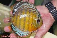 画像2: 【ワイルドディスカス】【通販】【今シーズン超希少種】アッパーテフェロイヤルグリーン【個体販売】15cm（生体）アッパーテフェ産 (2)