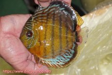 画像1: 【30周年記念セール対象個体】【ワイルドディスカス】【通販】【今シーズン超希少種】アッパーテフェロイヤルグリーン【個体販売】15cm（生体）アッパーテフェ産 (1)