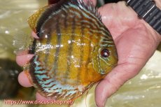 画像2: 【30周年記念セール対象個体】【ワイルドディスカス】【通販】【今シーズン超希少種】アッパーテフェロイヤルグリーン【個体販売】15cm（生体）アッパーテフェ産 (2)