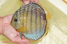 画像1: 【30周年記念セール対象個体】【ワイルドディスカス】【通販】【今シーズン超希少種】アッパーテフェロイヤルグリーン【個体販売】16cm（生体）アッパーテフェ産 (1)