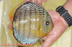 画像2: 【30周年記念セール対象個体】【ワイルドディスカス】【通販】【今シーズン超希少種】アッパーテフェロイヤルグリーン【個体販売】16cm（生体）アッパーテフェ産 (2)