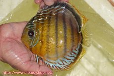 画像1: 【30周年記念セール対象個体】【ワイルドディスカス】【通販】【今シーズン超希少種】アッパーテフェロイヤルグリーン【個体販売】15cm（生体）アッパーテフェ産 (1)