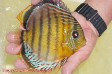 画像2: 【30周年記念セール対象個体】【ワイルドディスカス】【通販】【今シーズン超希少種】アッパーテフェロイヤルグリーン【個体販売】15cm（生体）アッパーテフェ産 (2)