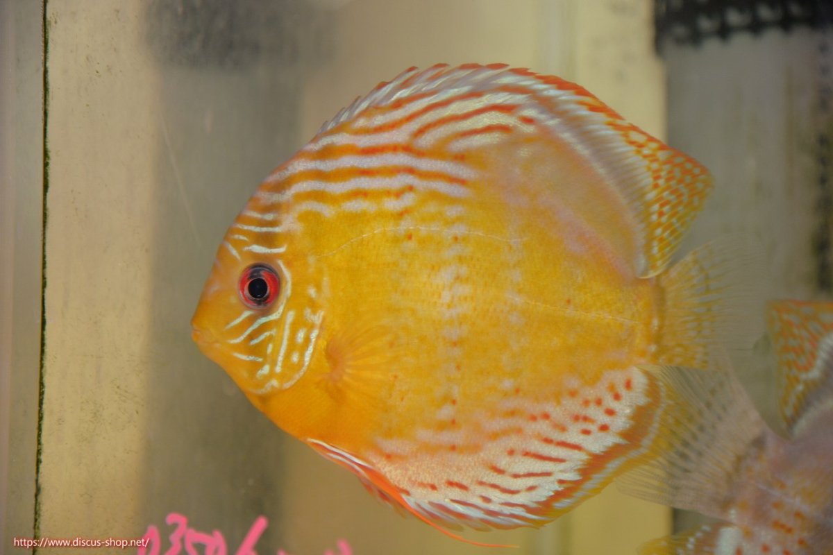 画像1: 【30周年記念セール対象個体】【ワイルドディスカス】【通販】【今シーズン超希少種】アッパーテフェロイヤルグリーン【個体販売】15cm（生体）アッパーテフェ産 (1)