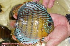 画像2: 【ワイルドディスカス】【通販】【今シーズン超希少種】アッパーテフェロイヤルグリーン【個体販売】15cm（生体）アッパーテフェ産 (2)