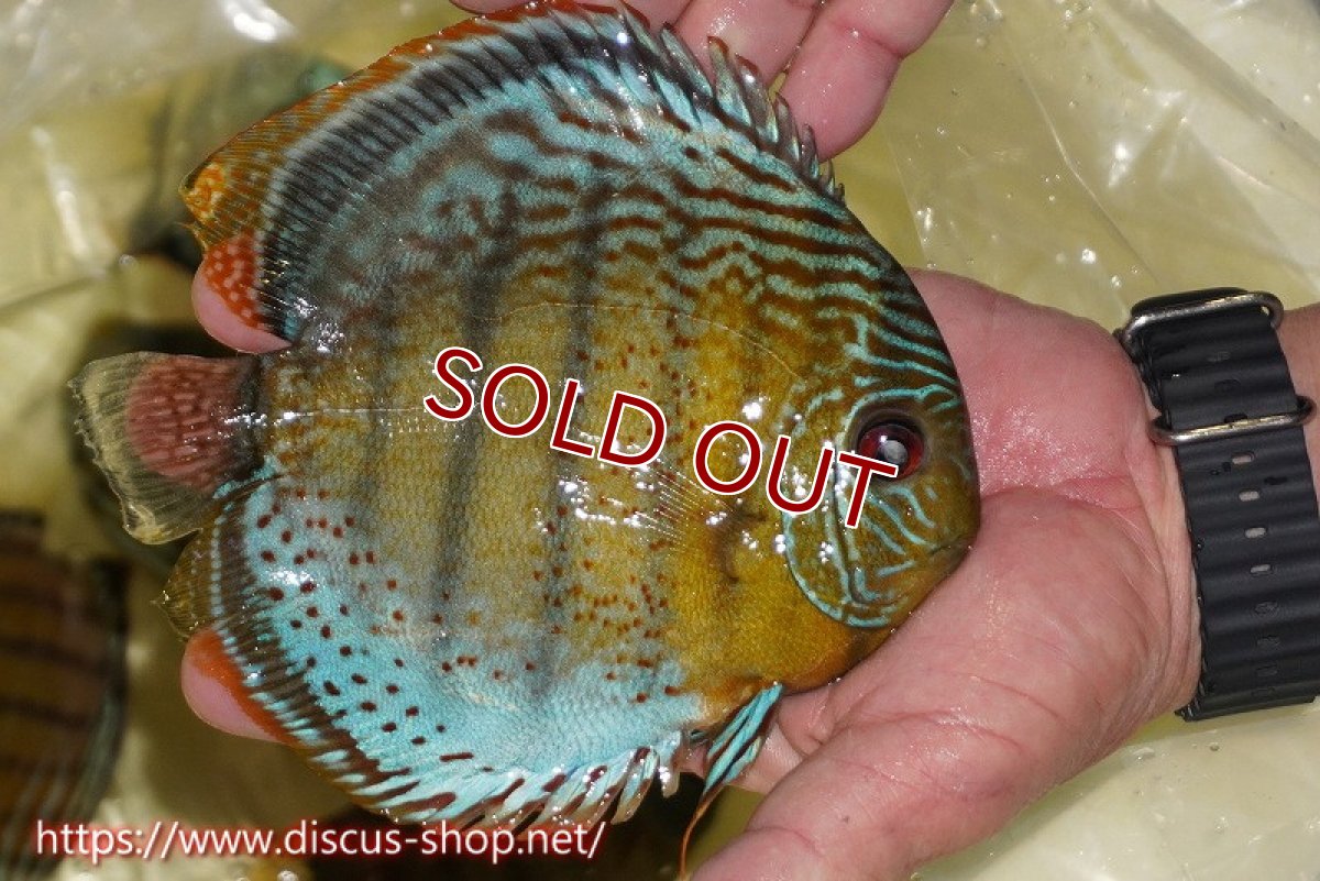 画像2: 【ワイルドディスカス】【通販】【今シーズン超希少種】アッパーテフェロイヤルグリーン【個体販売】16cm（生体）アッパーテフェ産 (2)