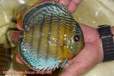 画像2: 【ワイルドディスカス】【通販】【今シーズン超希少種】アッパーテフェロイヤルグリーン【個体販売】16cm（生体）アッパーテフェ産 (2)