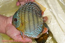 画像1: 【ワイルドディスカス】【通販】【今シーズン超希少種】アッパーテフェロイヤルグリーン【個体販売】15cm（生体）アッパーテフェ産 (1)