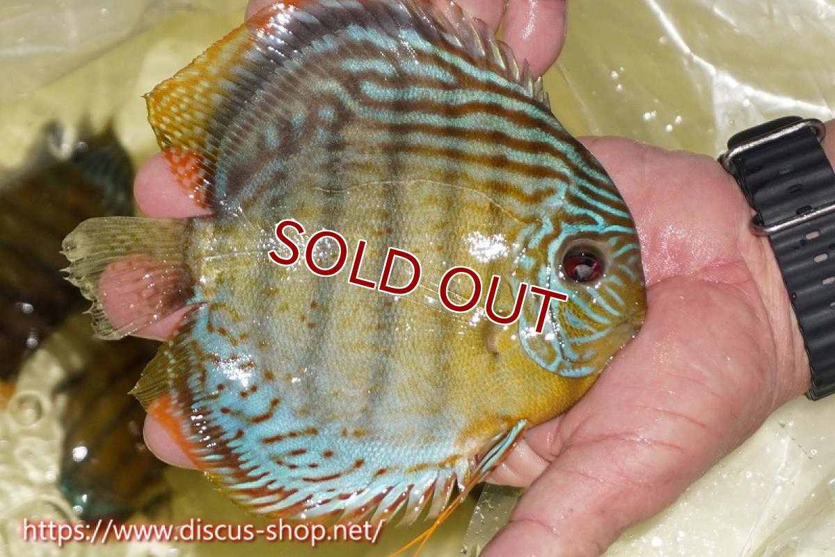 画像3: 【30周年記念セール対象個体】【ワイルドディスカス】【通販】【今シーズン超希少種】アッパーテフェロイヤルグリーン【個体販売】15cm（生体）アッパーテフェ産 (3)