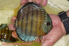 画像2: 【ワイルドディスカス】【通販】【今シーズン超希少種】アッパーテフェロイヤルグリーン【個体販売】15cm（生体）アッパーテフェ産 (2)