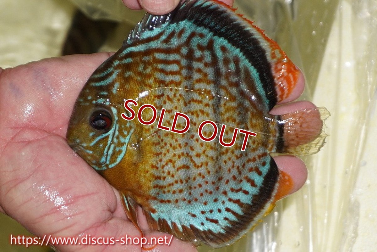 画像1: 【ワイルドディスカス】【通販】【今シーズン超希少種】アッパーテフェスーパーロイヤル ヤングスター【個体販売】12-13cm（生体）アッパーテフェ産 (1)