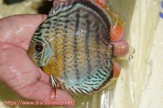 画像1: 【ワイルドディスカス】【通販】【今シーズン超希少種】アッパーテフェスーパーロイヤル ヤングスター【個体販売】12-13cm（生体）アッパーテフェ産 (1)