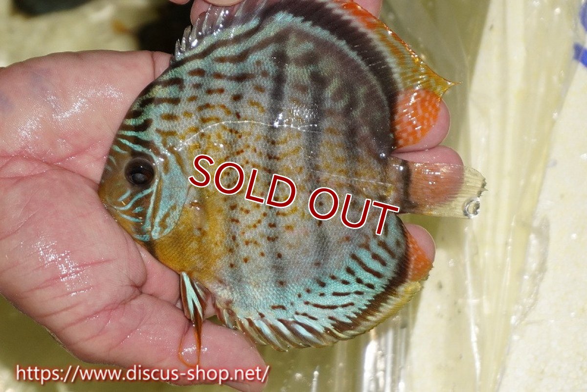 画像2: 【30周年記念セール対象個体】【ワイルドディスカス】【通販】【今シーズン超希少種】アッパーテフェスーパーロイヤル ヤングスター【個体販売】12-13cm（生体）アッパーテフェ産 (2)