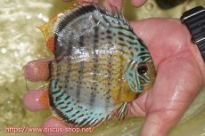 画像3: 【30周年記念セール対象個体】【ワイルドディスカス】【通販】【今シーズン超希少種】アッパーテフェスーパーロイヤル ヤングスター【個体販売】12-13cm（生体）アッパーテフェ産 (3)