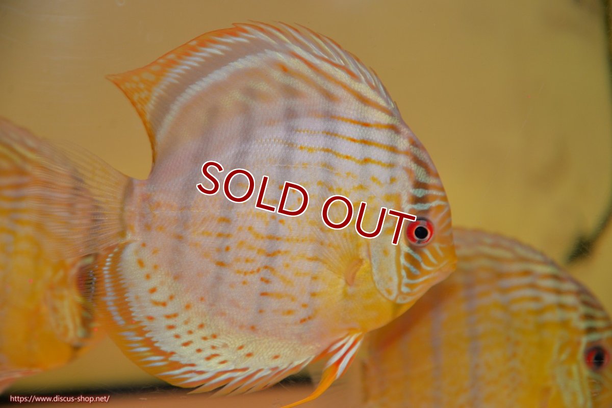 画像1: 【ワイルドディスカス】【通販】【今シーズン超希少種】アッパーテフェスーパーロイヤル ヤングスター【個体販売】12-13cm（生体）アッパーテフェ産 (1)