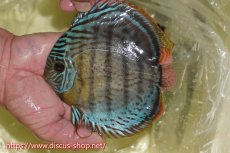 画像1: 【ワイルドディスカス】【通販】【今シーズン超希少種】アッパーテフェスーパーロイヤル ヤングスター【個体販売】12-13cm（生体）アッパーテフェ産 (1)