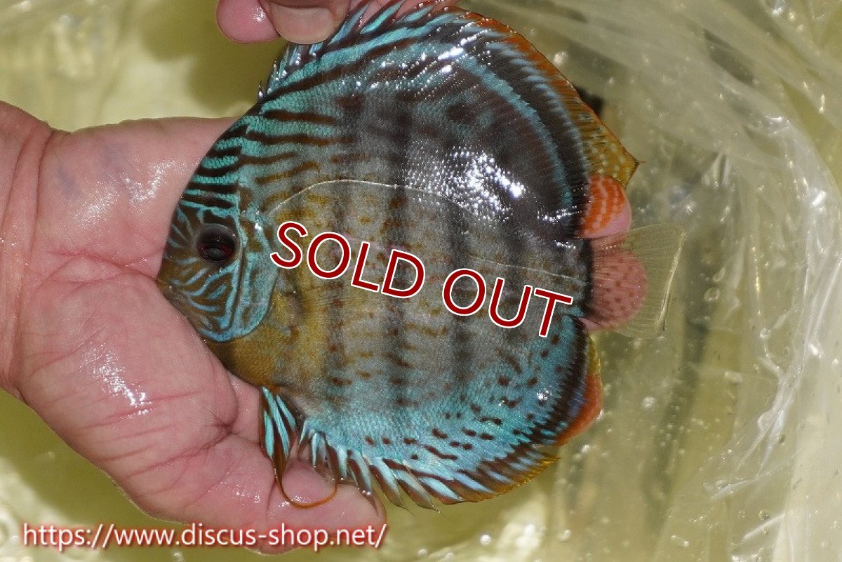画像2: 【ワイルドディスカス】【通販】【今シーズン超希少種】アッパーテフェスーパーロイヤル ヤングスター【個体販売】12-13cm（生体）アッパーテフェ産 (2)