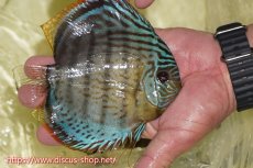 画像3: 【ワイルドディスカス】【通販】【今シーズン超希少種】アッパーテフェスーパーロイヤル ヤングスター【個体販売】12-13cm（生体）アッパーテフェ産 (3)