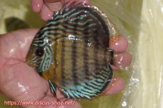 画像1: 【ワイルドディスカス】【通販】【今シーズン超希少種】アッパーテフェスーパーロイヤル ヤングスター【個体販売】12-13cm（生体）アッパーテフェ産 (1)