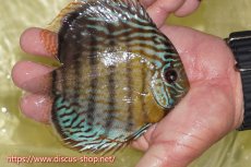 画像2: 【ワイルドディスカス】【通販】【今シーズン超希少種】アッパーテフェスーパーロイヤル ヤングスター【個体販売】12-13cm（生体）アッパーテフェ産 (2)