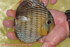 画像2: 【ワイルドディスカス】【通販】【今シーズン超希少種】アッパーテフェスーパーロイヤル ヤングスター（金目）【個体販売】12-13cm（生体）アッパーテフェ産 (2)