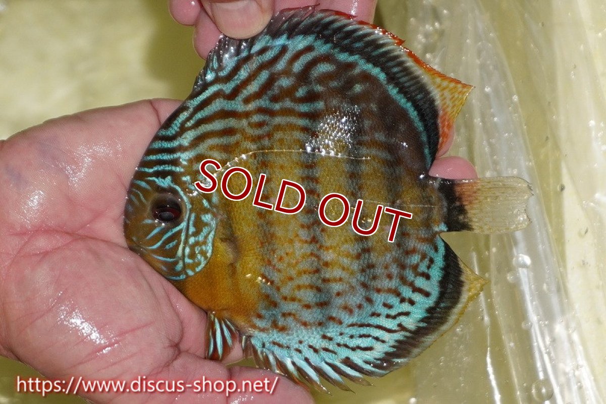 画像1: 【ワイルドディスカス】【通販】【今シーズン超希少種】アッパーテフェロイヤル ヤングスター【個体販売】12-13cm（生体）アッパーテフェ産 (1)