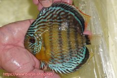 画像1: 【ワイルドディスカス】【通販】【今シーズン超希少種】アッパーテフェロイヤル ヤングスター【個体販売】12-13cm（生体）アッパーテフェ産 (1)