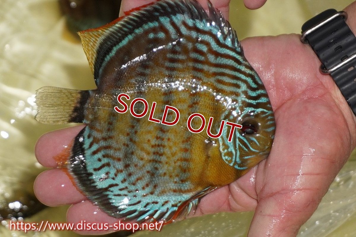 画像2: 【ワイルドディスカス】【通販】【今シーズン超希少種】アッパーテフェロイヤル ヤングスター【個体販売】12-13cm（生体）アッパーテフェ産 (2)