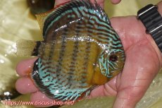 画像2: 【ワイルドディスカス】【通販】【今シーズン超希少種】アッパーテフェロイヤル ヤングスター【個体販売】12-13cm（生体）アッパーテフェ産 (2)