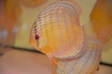 画像1: 【30周年記念セール対象個体】【ワイルドディスカス】【通販】【今シーズン超希少種】アッパーテフェロイヤル ヤングスター【個体販売】12-13cm（生体）アッパーテフェ産 (1)