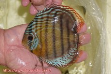 画像2: 【30周年記念セール対象個体】【ワイルドディスカス】【通販】【今シーズン超希少種】アッパーテフェロイヤル ヤングスター【個体販売】12-13cm（生体）アッパーテフェ産 (2)