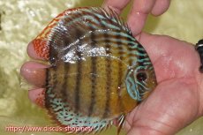 画像3: 【30周年記念セール対象個体】【ワイルドディスカス】【通販】【今シーズン超希少種】アッパーテフェロイヤル ヤングスター【個体販売】12-13cm（生体）アッパーテフェ産 (3)