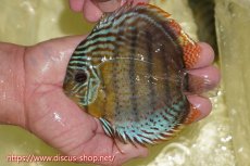 画像3: 【30周年記念セール対象個体】【ワイルドディスカス】【通販】【今シーズン超希少種】アッパーテフェロイヤル ヤングスター【個体販売】12-13cm（生体）アッパーテフェ産 (3)