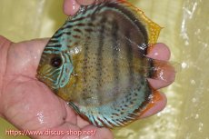 画像1: 【ワイルドディスカス】【通販】【今シーズン超希少種】アッパーテフェロイヤル ヤングスター【個体販売】12-13cm（生体）アッパーテフェ産 (1)