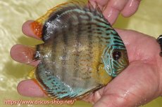 画像2: 【ワイルドディスカス】【通販】【今シーズン超希少種】アッパーテフェロイヤル ヤングスター【個体販売】12-13cm（生体）アッパーテフェ産 (2)