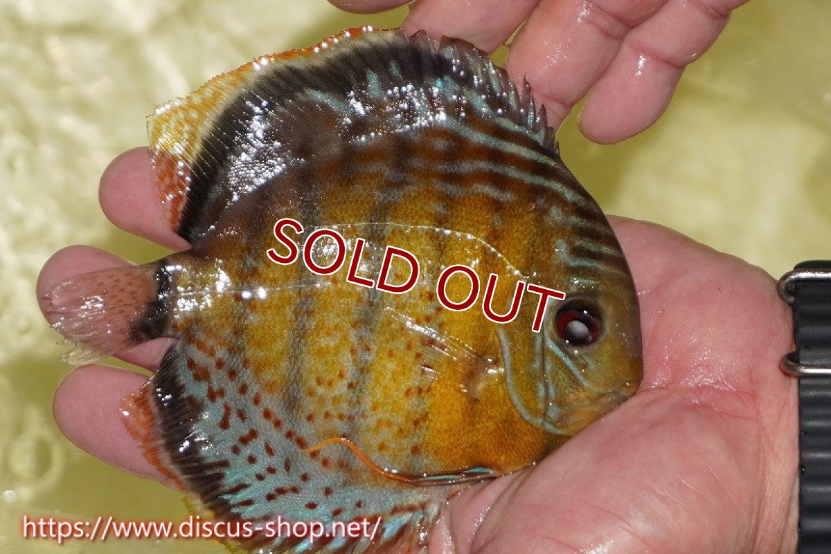 画像2: 【ワイルドディスカス】【通販】【今シーズン超希少種】アッパーテフェロイヤル ヤングスター【個体販売】12-13cm（生体）アッパーテフェ産 (2)
