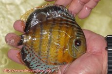 画像2: 【ワイルドディスカス】【通販】【今シーズン超希少種】アッパーテフェロイヤル ヤングスター【個体販売】12-13cm（生体）アッパーテフェ産 (2)